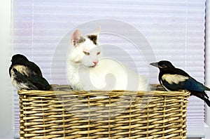 Two young Magpies discovered the cat basket.