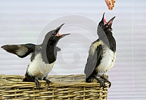 Two young Magpies get to feed from hand.