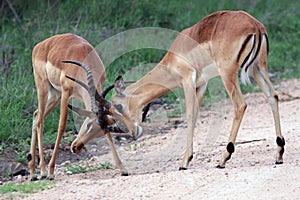 Two young male African antelope Impala beat horns