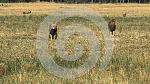 Two young male lions in coalition watch a rival in masai mara