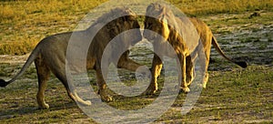 Two young male lions playing around