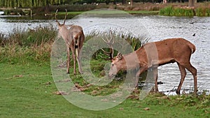 Two young male red deer grazing at side of water