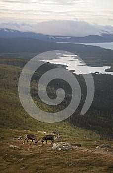 Two young male reindeer practicing their fight with stunning lake and forest landscape background