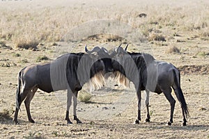Two young male White bearded Wildebeest that stand muzzle to face in the African savannah
