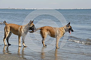 Two young malinois on the beach