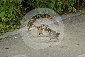 Two young mallard duck on a walk.
