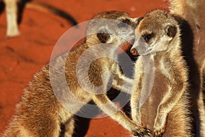 Two young meerkat suricata suricatta are cuddling and enjoying the evening sun.