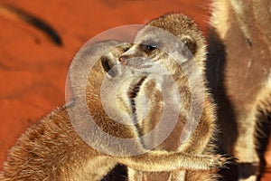 Two young meerkat suricata suricatta are cuddling and enjoying the evening sun.