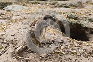 two young meerkat in a zoologic park