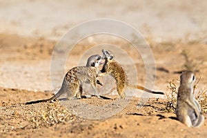 Two young Meerkats play fighting
