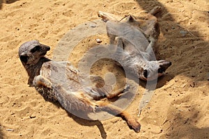 Two young meerkats in the sand