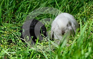 Two young Miniature Lop are sitting in the grass