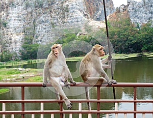 Two young monkeys sitting on rail