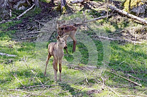 Two young moose