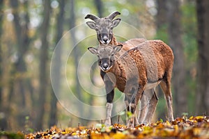 Two young mouflons looking to the camera in autumn forest.