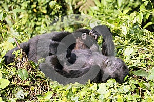 Two young mountain gorillas Gorilla beringei beringei  blissfully are resting in the green forest