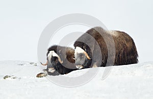 Two young Musk Oxen lying in snowy mountains