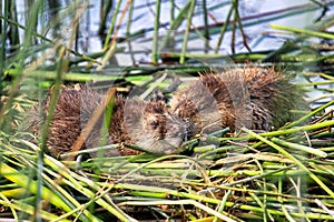 Two young muskrats sleep on reed mounds in the summer