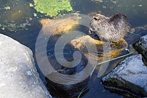 two young nutrias on stones