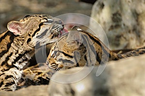 Two young ocelots grooming