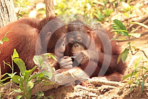 Two young Orang-Utan