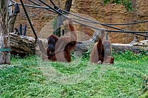 Two young orangutans at the zoo
