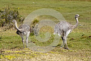 Two young ostrichs - struthio camelus - in National Park Torres del Paine, Chile