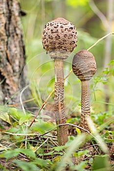 Two Young Parasol Mushrooms