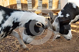 Two young  patchy goats butting