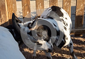 Dos joven cabras ganador 