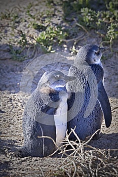 Two young penguin