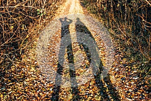 Two young people`s silhouette standing on the forest road