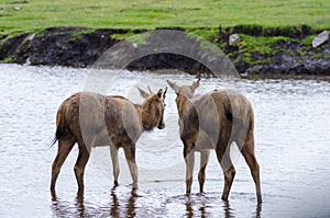 Two young Pere Davids Deer stand in a shallow river as the rain falls around them