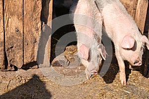 Two young piglet in traditional farm come together out of the ba