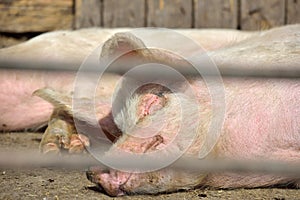 Two young pigs lay in a metal cage at farm