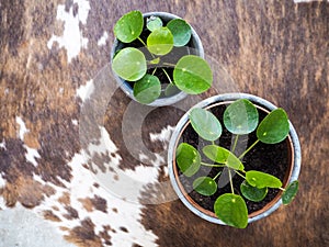 Two young pilea peperomioides or pancake plant Urticaceae on photo