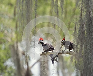 Two young Pileated Woodpeckers on a branch