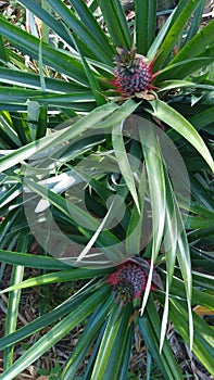 Two young pineapples with trees thrive,fresh and good for healthty