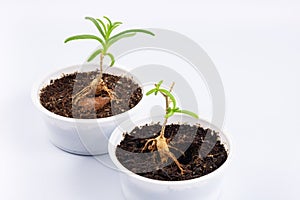 two young plant Mestoklema (macrorhiza) - Dwarf caudex succulent, in a small white bowl.