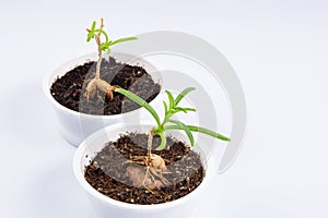 two young plant Mestoklema (macrorhiza) - Dwarf caudex succulent, in a small white bowl.