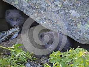 Two young playful arctic fox cub fox Alopex lagopus beringensis curious looking from their lair under stone