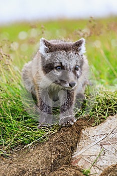 Two young playful arctic fox cub in iceland