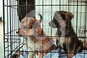 Two young puppies in a cage, animal shelter