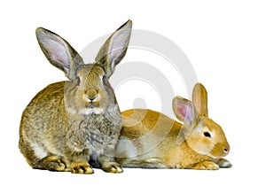 Two young rabbits