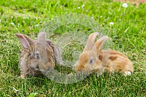 Two young rabbits