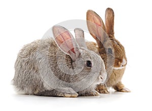 Two young rabbits.
