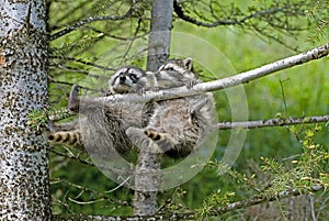 Two young raccoons hanging out