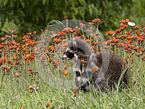 Two Young Raccoons in Orange Wildflowers