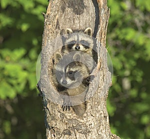 Two young racoons in nest