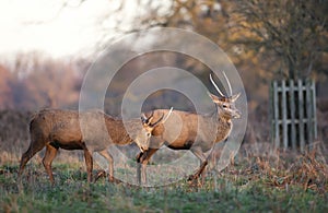 Two young Red deer challenging each other for a fight
